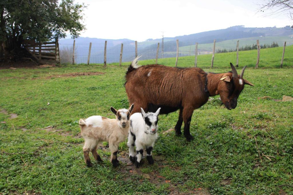 Casa Rural Ecologica Arrizurieta ベルメオ エクステリア 写真